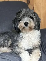 Scruffy Girl !, a female Miniature Bernedoodle for sale in Greenfield, NH – Photo 2 of 2