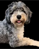 Scruffy Girl !, a female Miniature Bernedoodle for sale in Greenfield, NH – Photo 1 of 2