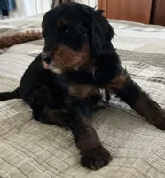 SETH , a male Miniature Bernedoodle for sale in Greenfield, NH – Photo 5 of 6