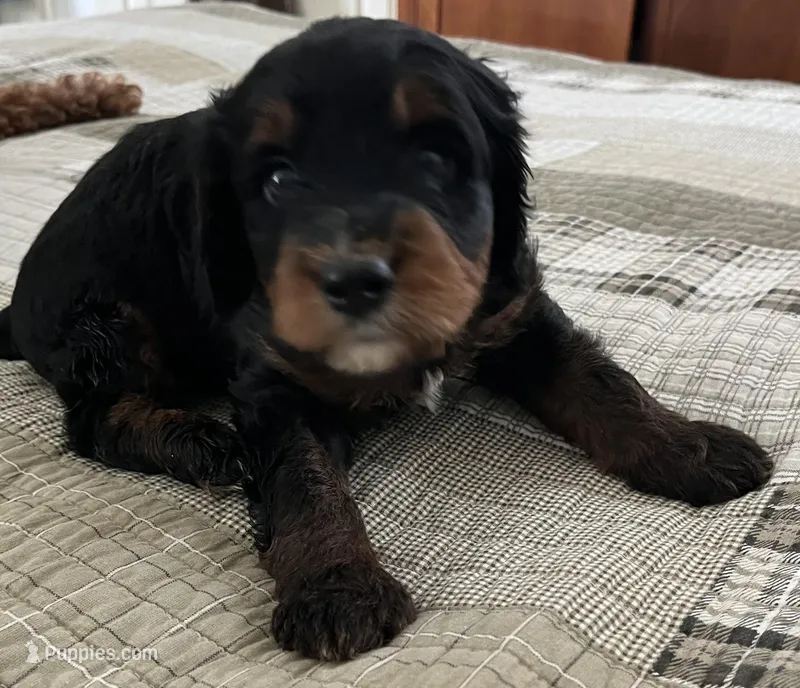 SETH , a male Miniature Bernedoodle for sale in Greenfield, NH – Photo 1 of 6