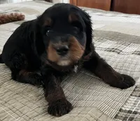 SETH , a male Miniature Bernedoodle for sale in Greenfield, NH – Photo 1 of 6