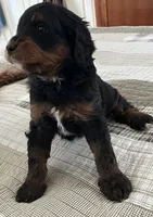SETH , a male Miniature Bernedoodle for sale in Greenfield, NH – Photo 4 of 6