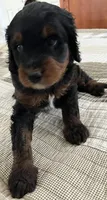 SETH , a male Miniature Bernedoodle for sale in Greenfield, NH – Photo 2 of 6
