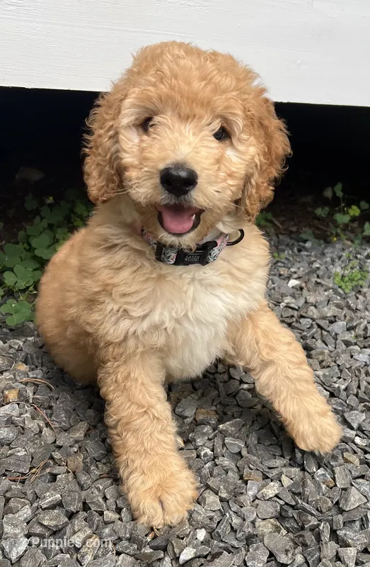 Coral  – Miniature Bernedoodle puppy for sale in Greenfield, NH