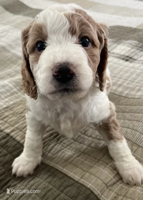 Sasha  – Miniature Bernedoodle puppy for sale in Greenfield, NH