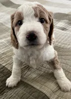 Sasha , a female Miniature Bernedoodle for sale in Greenfield, NH – 1 of 7