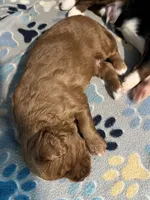Copper , a male Miniature Bernedoodle for sale in Greenfield, NH – 2 of 3