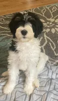 Tri parti, a female Miniature Bernedoodle for sale in Greenfield, NH – Photo 3 of 3