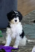 Tri parti, a female Miniature Bernedoodle for sale in Greenfield, NH – Photo 1 of 3