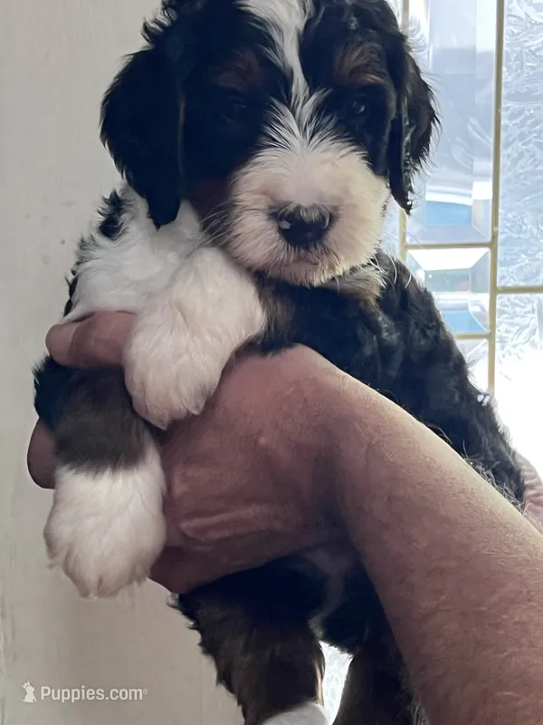 Cody – Miniature Bernedoodle puppy for sale in Greenfield, NH