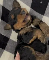 Maisey, a female Miniature Bernedoodle for sale in Greenfield, NH – Photo 2 of 3