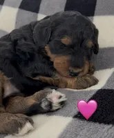Maisey, a female Miniature Bernedoodle for sale in Greenfield, NH – Photo 3 of 3