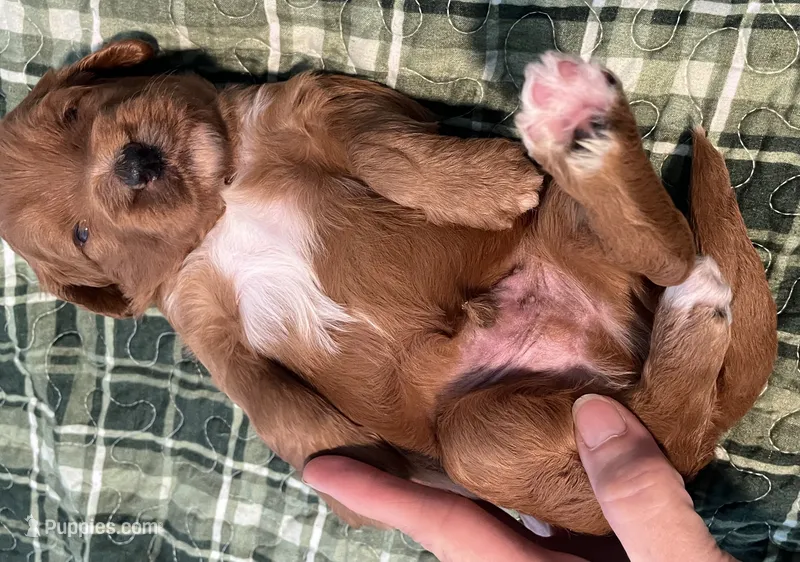 Copper  – Miniature Bernedoodle puppy for sale in Greenfield, NH