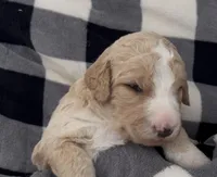 Mark , a male Miniature Bernedoodle for sale in Greenfield, NH – Photo 1 of 3