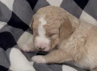 Mark , a male Miniature Bernedoodle for sale in Greenfield, NH – Photo 3 of 3