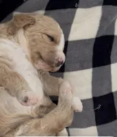 Mark , a male Miniature Bernedoodle for sale in Greenfield, NH – Photo 2 of 3