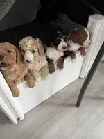 MAX, a male Miniature Bernedoodle for sale in Greenfield, NH – Photo 5 of 5