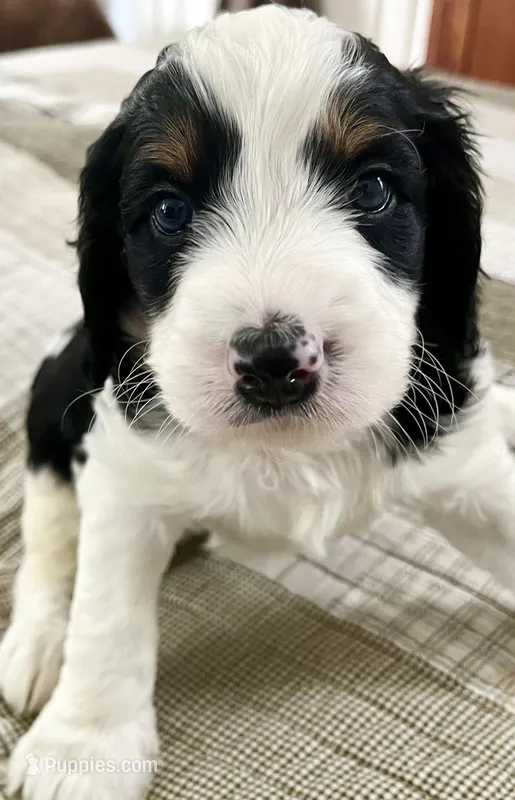 Simon , a male Miniature Bernedoodle for sale in Greenfield, NH – Photo 1 of 5