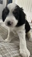 Simon , a male Miniature Bernedoodle for sale in Greenfield, NH – Photo 3 of 5