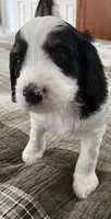 Simon , a male Miniature Bernedoodle for sale in Greenfield, NH – Photo 2 of 5