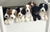 Simon , a male Miniature Bernedoodle for sale in Greenfield, NH – Photo 5 of 5