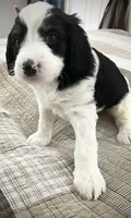 Simon , a male Miniature Bernedoodle for sale in Greenfield, NH – Photo 4 of 5