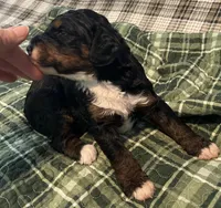 Claire, a female Miniature Bernedoodle for sale in Greenfield, NH – 3 of 3