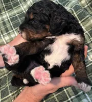 Claire, a female Miniature Bernedoodle for sale in Greenfield, NH – 1 of 3