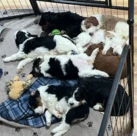 Sasha , a female Miniature Bernedoodle for sale in Greenfield, NH – 7 of 7