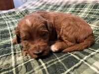 Copper , a male Miniature Bernedoodle for sale in Greenfield, NH – 3 of 3