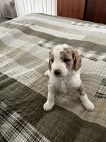 Sasha , a female Miniature Bernedoodle for sale in Greenfield, NH – 2 of 7
