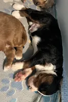 Cody, a male Miniature Bernedoodle for sale in Greenfield, NH – 2 of 3
