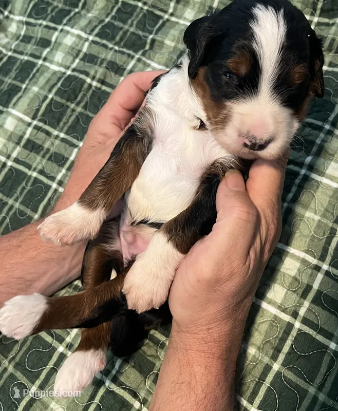 Cody – Miniature Bernedoodle puppy for sale in Greenfield, NH