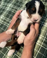 Cody, a male Miniature Bernedoodle for sale in Greenfield, NH – 1 of 3