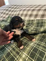 Claire, a female Miniature Bernedoodle for sale in Greenfield, NH – 2 of 3