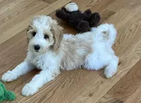 Peaches, a female Miniature Bernedoodle for sale in Greenfield, NH – Photo 2 of 4