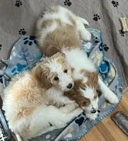 Peaches, a female Miniature Bernedoodle for sale in Greenfield, NH – Photo 4 of 4