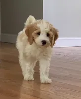 Peaches, a female Miniature Bernedoodle for sale in Greenfield, NH – Photo 1 of 4