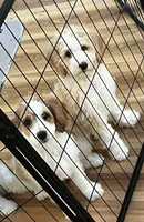 Peaches, a female Miniature Bernedoodle for sale in Greenfield, NH – Photo 3 of 4