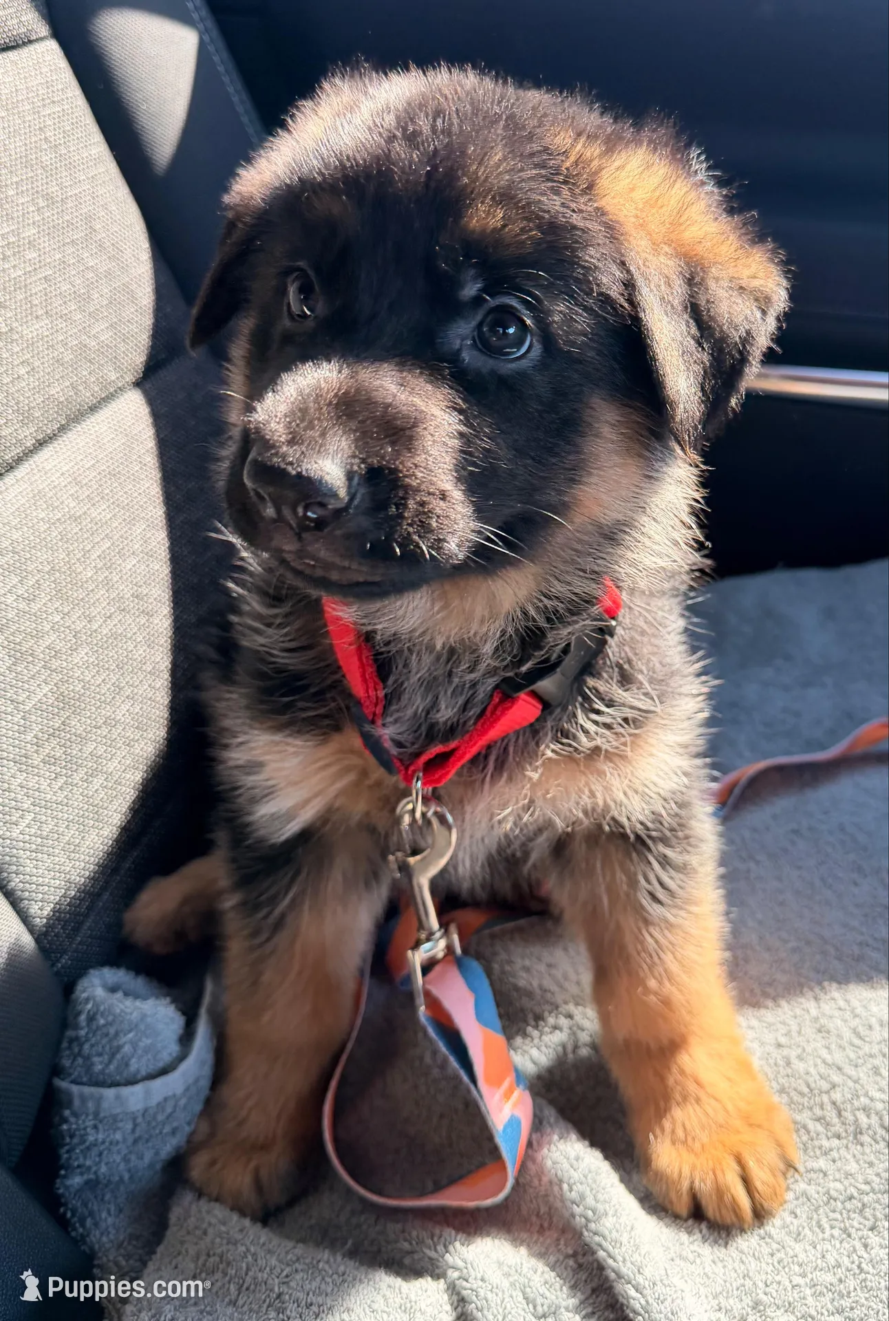 AKC Female Puppy  – German Shepherd Dog puppy for sale in Surprise, AZ