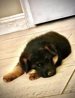 AKC Male Puppy, a male German Shepherd Dog for sale in Surprise, AZ – Photo 4 of 6