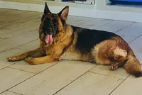 AKC Male Puppy, a male German Shepherd Dog for sale in Surprise, AZ – Photo 5 of 6