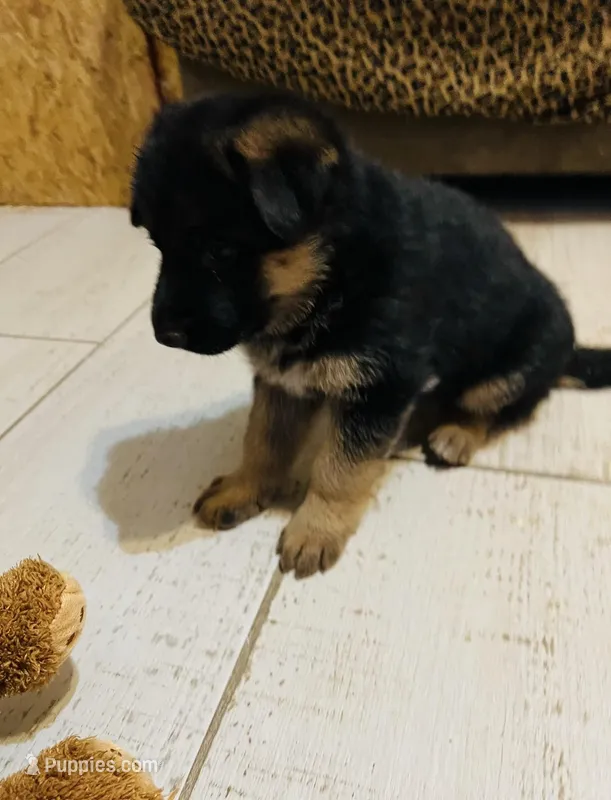 AKC Male Puppy – German Shepherd Dog puppy for sale in Surprise, AZ