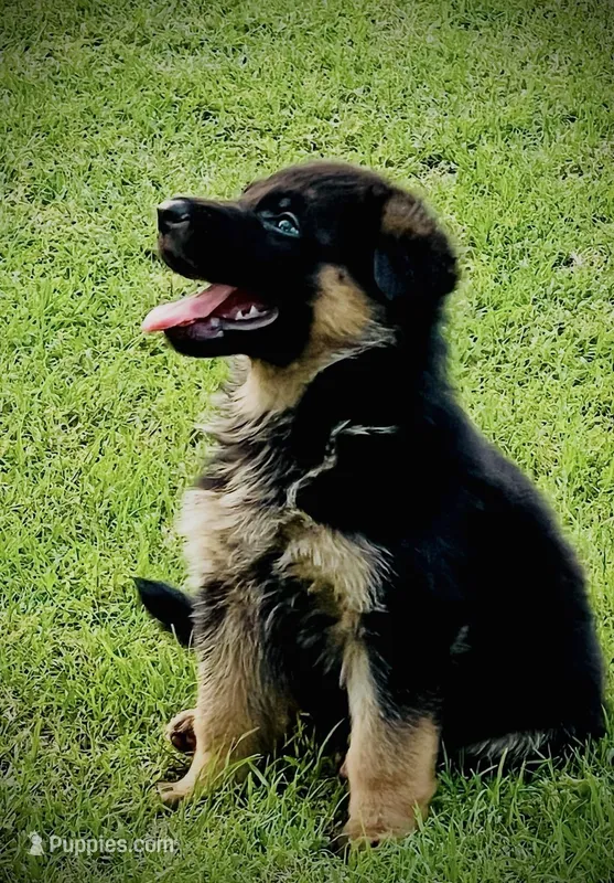 AKC Male Puppy – German Shepherd Dog puppy for sale in Surprise, AZ