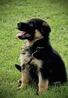 AKC Male Puppy, a male German Shepherd Dog for sale in Surprise, AZ – Photo 1 of 6