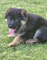 AKC Male Puppy, a male German Shepherd Dog for sale in Surprise, AZ – Photo 3 of 6