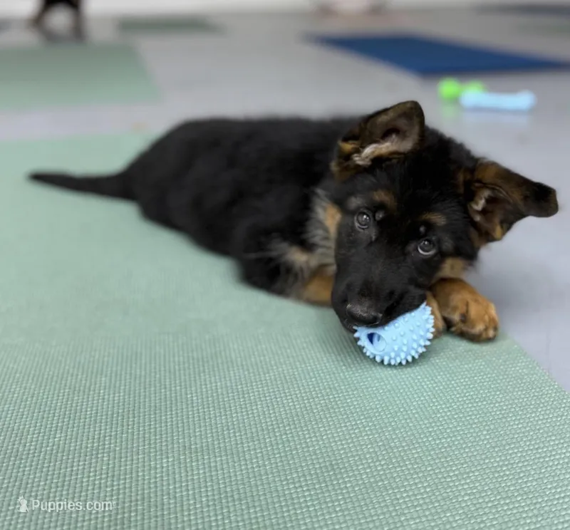 AKC Male Puppy – German Shepherd Dog puppy for sale in Surprise, AZ