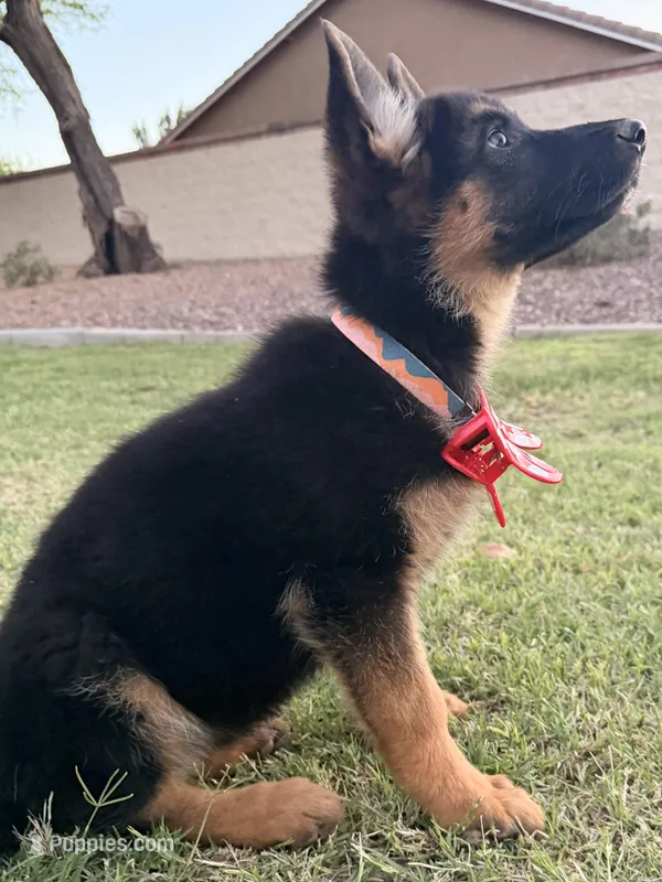AKC Male Puppy – German Shepherd Dog puppy for sale in Surprise, AZ
