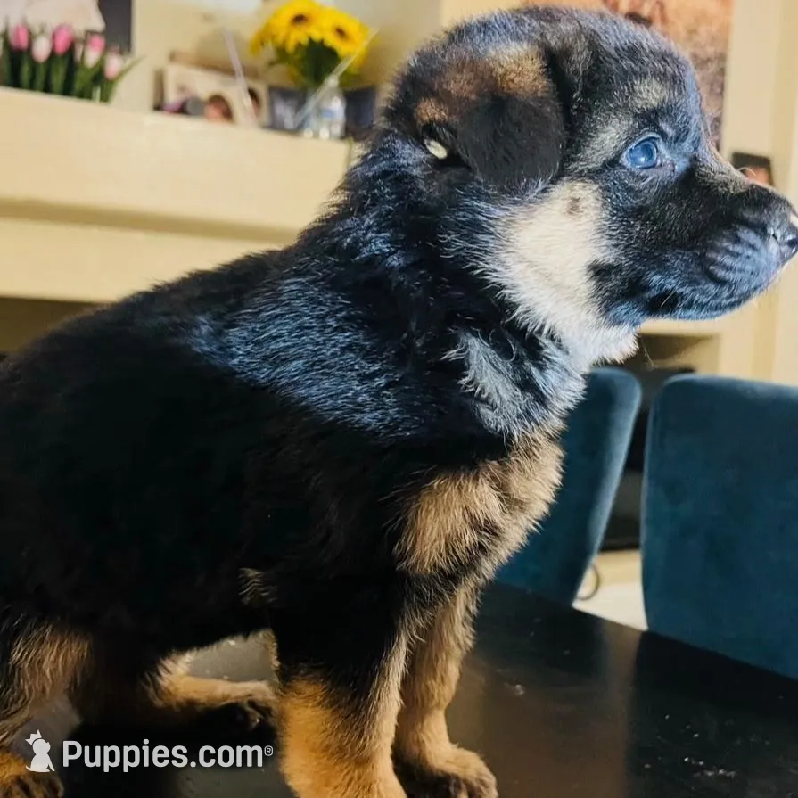 AKC Male  – German Shepherd Dog puppy for sale in Surprise, AZ