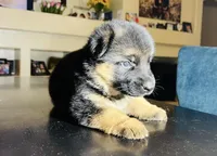 AKC Male , a male German Shepherd Dog for sale in Surprise, AZ – Photo 2 of 4